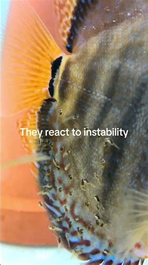 Discus are not fragile fish.They are extremely responsive to environmental instability