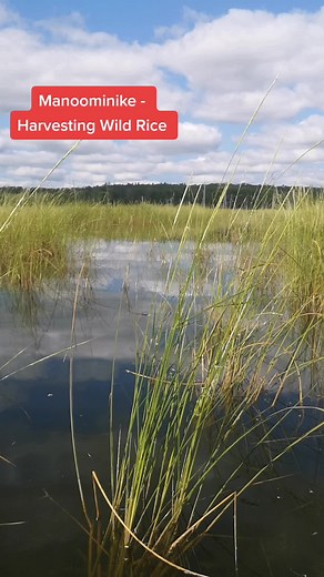 Harvesting Wild Rice in Canada