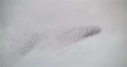Starling Architects Murmuration
