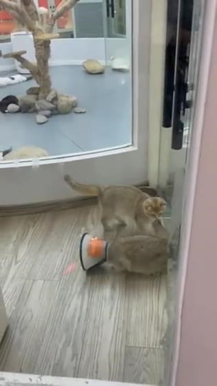 LED Projection Cat Dog Toys for Indoor Interactive Playing 