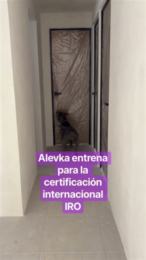 Alevka entrena búsqueda y localización para la certificación internacional IRO 🐕⛑️🌏 #americanbully