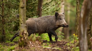 Hog Hunting Gear | Nelson's Guide To Hog Hunting