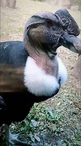 12M views · 167K reactions | Anden Condor Bird Facts. #Condor #andencondor #condorbird #birds #birdslover #WildlifeWonders #viralpage #birdlovers #hindifacts #facts #viralreels #wildanimalslife #wildbirds #trendingreels #knowanytime | Know Anytime | Facebook