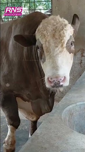 He sleeps in his owner's lap and gets fanned during power cuts: Meet ‘Neymar’! || RNS Entertainment