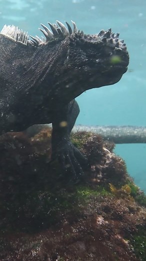 GODZILLA 👀 Las IGUANAS MARINAS de Galápagos son el único reptil marino del planeta. 🦎🌊 Para encontrarlas, tuvimos que viajar hasta una isla muy remota en Galápagos, uno de los lugares más salvajes e impresionantes de la Tierra. Vayan a ver el video completo en nuestro canal. 😎👌🏼 . #galapagos #iguanamarina #marineiguana #godzilla #reptil #buceo #gojira | Alpha Expeditions
