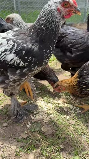 Building the Ultimate Chicken Coop: Tips and Insights