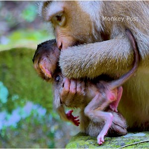48K views · 507 reactions | Mom Rose Trying to bite a tittle her baby Monkey Rainbow, Cute Baby Monkey Rainbow | Monkey Post | Facebook