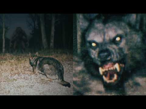 Ex-Military Dog Handler Explains Why Trained K9s Refuse to Track Dogman — DOGMAN Encounter Story