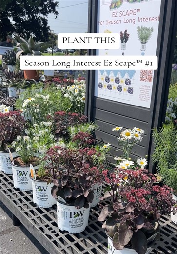 Check out this season long Ez Scape™ from container to the landscape🤩 What a transformation from spring to summer to fall!! @provenwinners Season Long Interest Ez Scape™ #1 - ‘String Theory’ Amsonia / Zones 4-9 - AMAZING DAISIES® Shasta Daisies Leucanthemum / Zones 5-9 - ROCK ‘N GROW® Sedum / Zones 3-9 #waltersgardens #provenwinners #educational #perennials