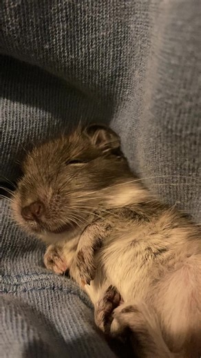 今日もむにゃむにゃ #デグー #degu #デグーの可愛さを広めたい #デグーのいる生活 #小動物 #小動物のいる暮らし #ペット動画 #かわいい #癒し動画