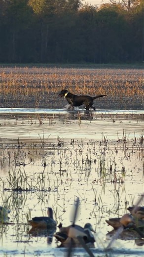 A Duck Dog in Her Element - #duck #hunting #labrador #wildlife #dog