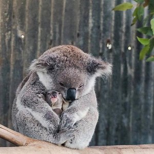 25K views · 89 shares | From koala cuddling to camel walking — these...