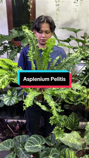 Asplenium Pelitis🪴