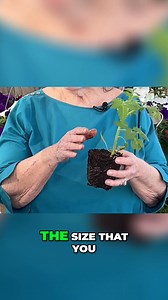 6.6K views · 33 reactions | Unlock the secrets to growing healthy tomato plants! Learn essential gardening tips for optimal root system development and plant selection, ensuring a bountiful harvest. We'll show you how to pot your plants and get the best results! #gardeningtips #tomatoplantcare #rootsystem #plantselection #gardeninghacks #vegetablegardening #growyourownfood #containergardening #tomatogrowing #healthyharvest | The Arbor Gate | Facebook