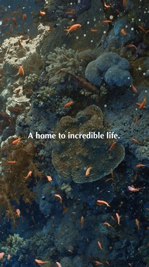 11K views · 130 reactions | Happy World Oceans Day from our slice of coastal paradise! Today we honor the endless blue that shapes our world – the gentle waves, the vibrant marine life beneath the surface, and the breathtaking sunsets that paint the horizon. Our oceans give us everything, and it's our turn to give back. Let’s keep protecting these precious waters through sustainable practices and ocean-friendly choices.  | Desert Rose Resort | Facebook