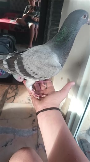 فيديوهات أنشأها Golden brid (@golden.brid4) باستخدام original sound - Golden brid