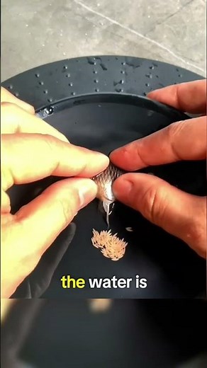 Breeding Technique for Finned Bettas