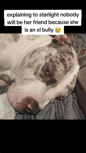 Understanding the Loneliness of an XL Bully Dog