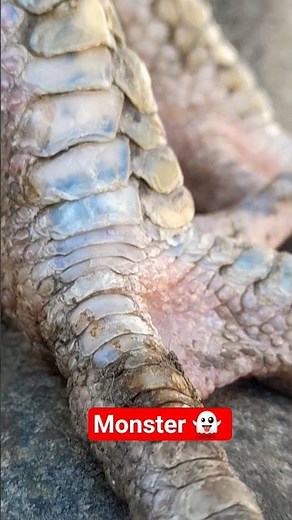 it's world 🌎 strongest aseel fighter java those who have bestfighter sent locations#trending#fypシ