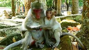 🥰Good mom Jane and her beautiful daughter Jonna.🥰 🍾🎉 I wish all the monkeys of Cambodia a happy, healthy and safe New Year🎉🍾. | Stop Abuse to Baby Monkeys
