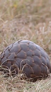 The #pangolin won this fight against a juvenile #lion!!! Pangolin 1:0 lion🦁🦦. This young lion eventually realized why the 5 #lionesses in the pride didn’t even bother…😂 #Pangolins are so well protected by their scales that very few predators are able to kill them. Typically the only #predators that are able to eat pangolins are large cats like #leopards, #tigers and #lions, but other powerful animals like #hyenas can also sometimes break through. But it's not at all unusual for a pangolin's s