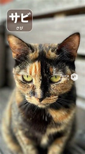 猫の毛色バリエーション 何種類？