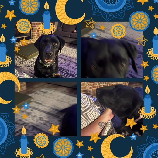 Larissa’s Pet sitting Services on Reels | Facebook