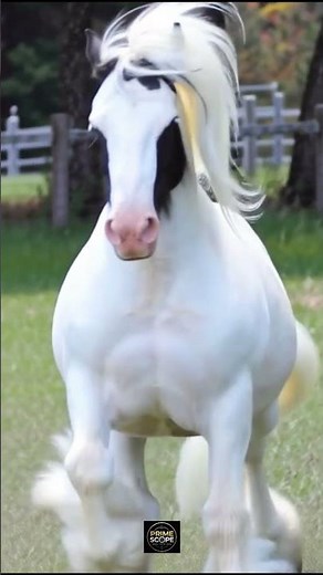 The Most Beautiful Horses You Will Ever See!