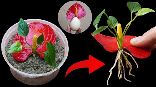 US Europe 20 Orchid Planting Ideas You'll Want in 2025 | Garden Craft