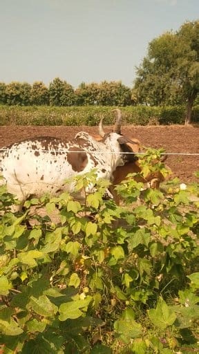 Cow ko current ka jhataka lagne ke Karan Aisa hua | Hiro Zapda
