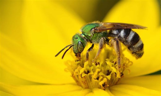 Discover the Bees That Nest Underground