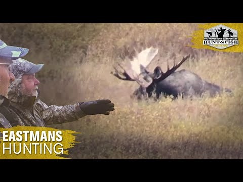 Monster Moose Hunting in Alaska
