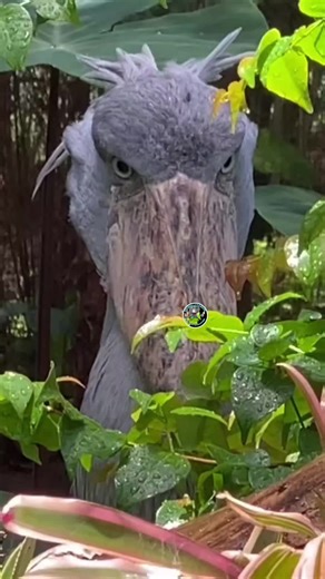 Shoebill Stork's Unbothered Attitude in the Rain