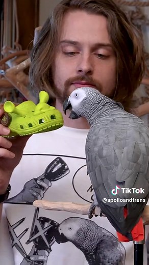 Talking Parrots: Amazing Birds That Speak