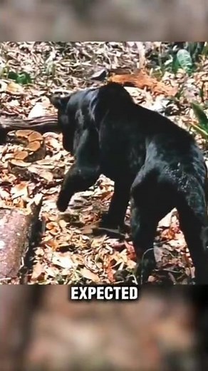 Black Panther vs Giant Python... The Chase No One Expected #animals #shorts