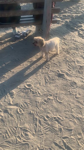 Dog greeted us at the beach | dogs