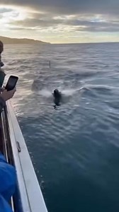 Nature shows its raw power! A tiny sea lion dashes for safety as a massive orca closes in — all under our stunned gaze. 😲🐋 #fblifestyle #documentary #wildlife #oceanlife #naturelovers | Zack Orca Films