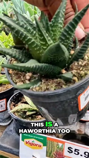 Succulent Secrets: Haworthia & Aloe ID in Seconds! #shorts