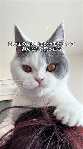 ブリティッシュショートヘアの楽しい瞬間