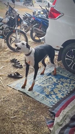 #trending #pappy #royaldogkennel #dogowner #animals #animalowner #petowner #pets #rampurhound