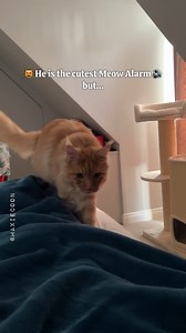 68K views · 2K reactions | Your loudest Meow Alarm with no Snooze Button 李 #mainecoon #catsound #catmomlife #maxiecoon | Maxie & Foxie Maine Coon Cats | Facebook