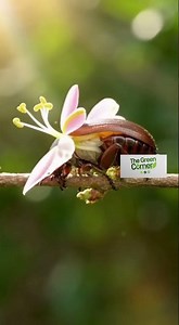 "From Insect to Blossom: The Magical Growth of a Flower" #flowerbloom