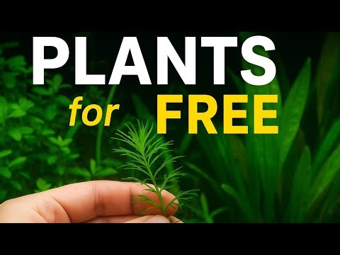 STOP buying aquarium plants!!! Amazing planted tank you can get for FREE!!!