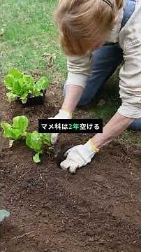 🔄 連作障害を知らずに家庭菜園をすると毎年失敗します