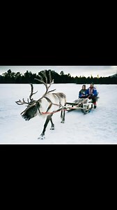 Join a reindeer sled ride and experience Sámi culture up close!❤️ Sit comfortably in the sled behind the reindeer, listen to the stories, and learn about the traditions that have shaped life in the North for generations. An experience you don’t want to miss. ✨🦌 #magicalmoments #reindeer #thisisarcticliving #memories #onceinalifetime #experience | Sami Siida