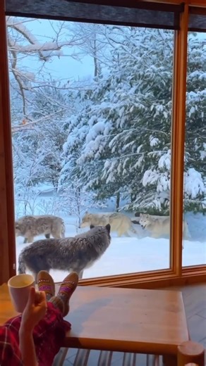 The healers delivered my death sentence. My final breath would be my revenge against my ignorant Alpha and the family that had tortured me relentlessly. As the words left my lips, the hall doors burst open violently. Liam's furious roar echoed through the chamber. "Isabella! What in the world are you doing?" I turned to face his burning dark eyes. Sophia rushed in behind him, her face carefully arranged in concern. "Of all days, you choose today to make a scene?" Liam stormed toward me in quick 