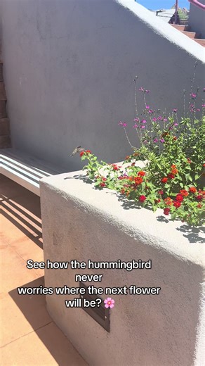 If God can sustain the hummingbird, He can sustain you too. 🌸 He hasn’t forgotten you — He’s just teaching you to trust the rhythm of His provision. ✨ Hands Free, Heart Full — for the woman learning to rest and receive again. #christiancommunitytiktok #HandsFreeHeartFull #creatorsearchinsights