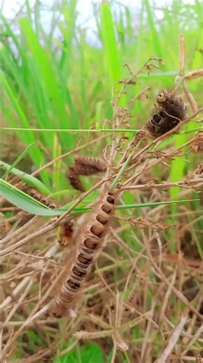 Caterpillar eating 🐛🦟🦠#caterpillarvideo #caterpillar #nature #butterfly