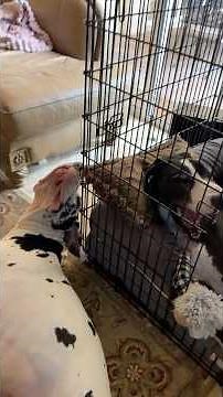 Funny Great Danes Love Their Open Door XXL Dog Crate Nap Time Fun - Crate Training Benefits
