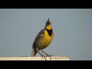 Eastern Meadowlark Song